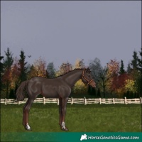 Horse Color:Liver Chestnut Sabino 
