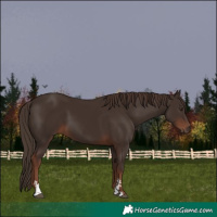 Horse Color:Liver Chestnut Sabino