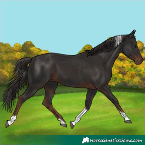 Horse Color:Liver Chestnut Tobiano 