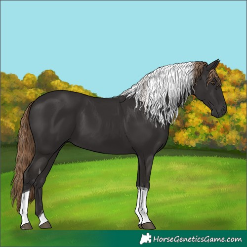 Horse Color:Liver Chestnut Tobiano 