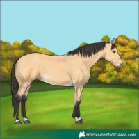 Horse Color:Buckskin 