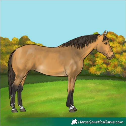 Horse Color:Buckskin 