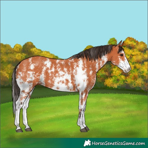 Horse Color:Bay Sabino 
