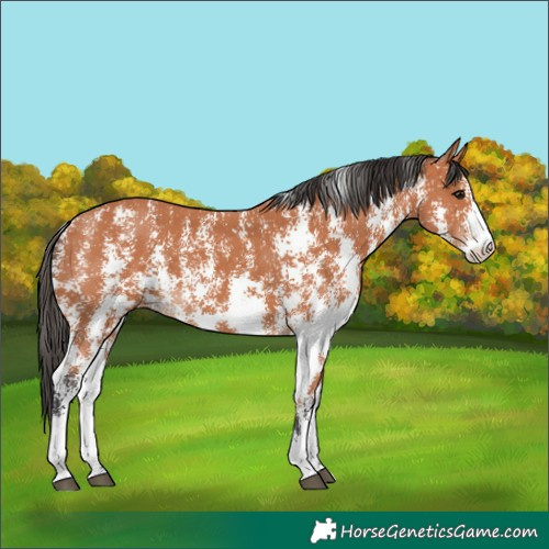 Horse Color:Bay Sabino 