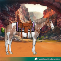 Horse Color:Chestnut Sabino Tobiano 