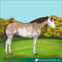 Horse Color:Red Dun Splash and Bay Dun Splash
