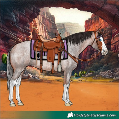 Horse Color:Bay Roan Splash Rabicano 
