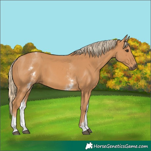 Horse Color:White Spotted Chestnut 