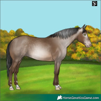 Horse Color:Gray Amber Champagne 