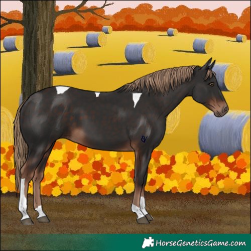 Horse Color:Liver Chestnut Tobiano 