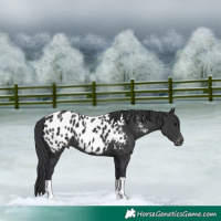 Horse Color:Black Near Leopard