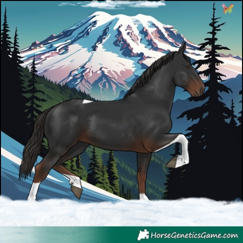Horse Color:Liver Chestnut Tobiano