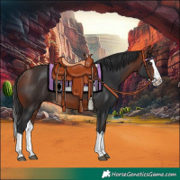 Horse Color:Bay Splash 
