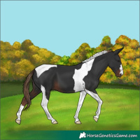 Horse Color:Liver Chestnut Tobiano 