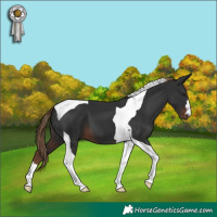 Horse Color:Liver Chestnut Tobiano 