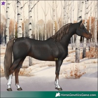 Horse Color:Liver Chestnut Tobiano 