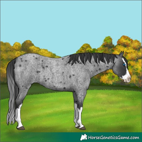 Horse Color:Blue Roan Splash 