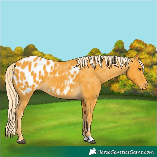 Horse Color:Palomino Appaloosa 