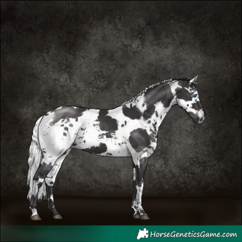 Horse Color:Platinum Smoky Black Harlequin Merle 