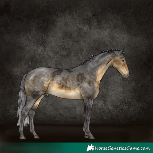 Horse Color:Buckskin Merle 