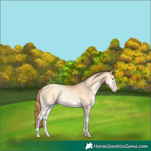Horse Color:Buckskin Pearl Onyx 