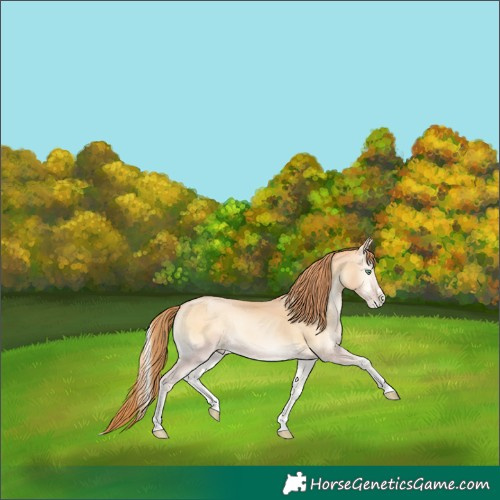 Horse Color:Buckskin Pearl Onyx