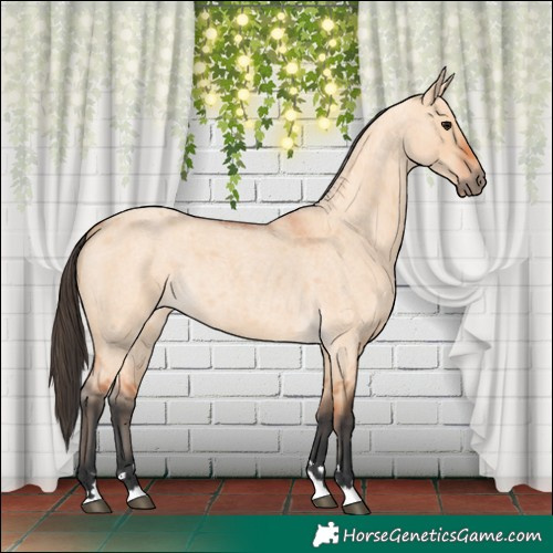 Horse Color:Bay Roan Dun 