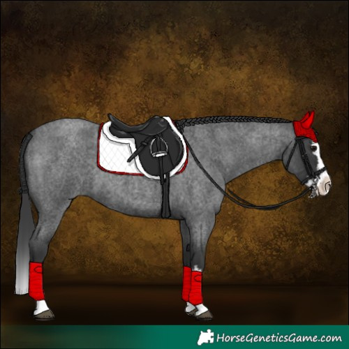 Horse Color:Blue Roan Splash