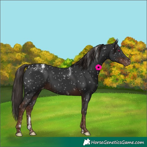 Horse Color:Powder White White Spotted Liver Chestnut Skewed Appaloosa