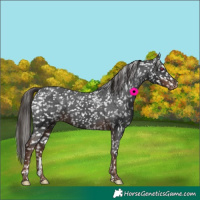 Horse Color:Powder White White Spotted Liver Chestnut Skewed LP Spotted 