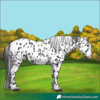 Horse Color:Unknown 