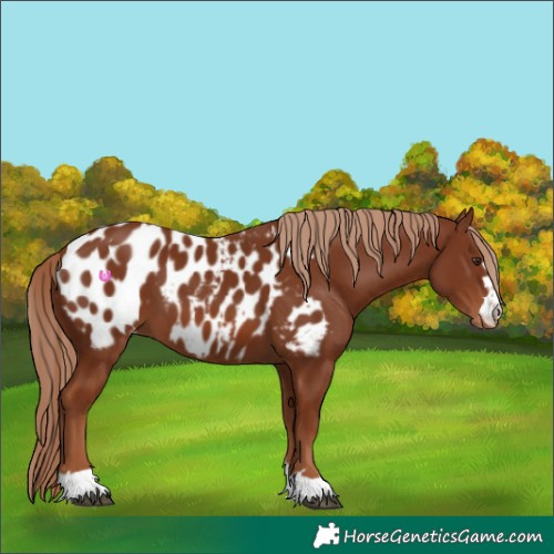 Horse Color:Chestnut Appaloosa 