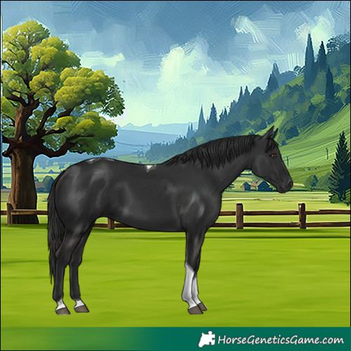 Horse Color:Liver Chestnut Tobiano