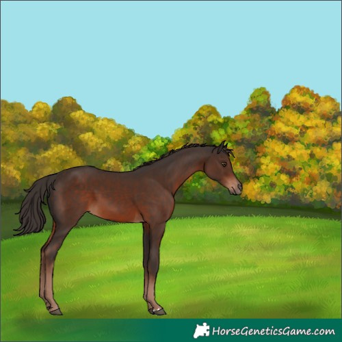 Horse Color:Liver Chestnut 