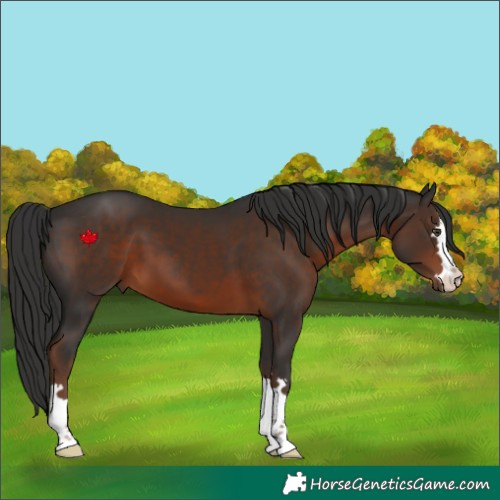 Horse Color:Liver Chestnut 