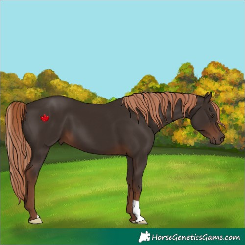 Horse Color:Liver Chestnut