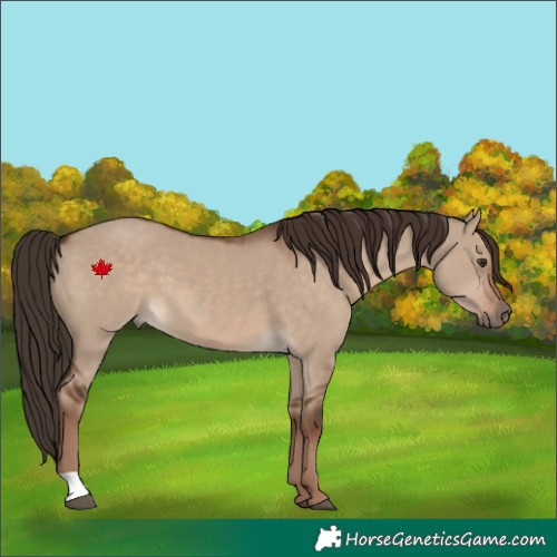 Horse Color:Liver Red Dun 