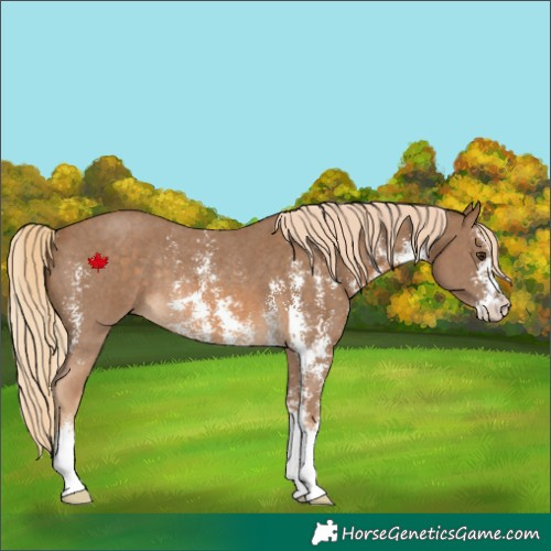 Horse Color:Chocolate Palomino Sabino Rabicano
