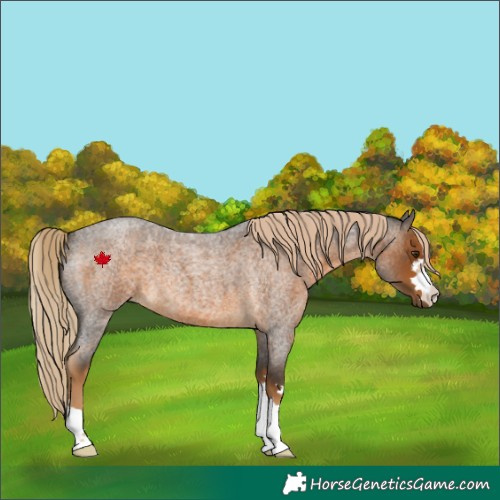 Horse Color:Chocolate Palomino Roan 