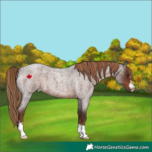 Horse Color:Liver Red Roan
