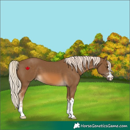 Horse Color:Chocolate Palomino 