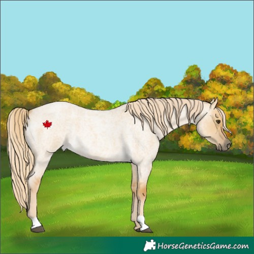 Horse Color:Palomino Roan Dun Rabicano