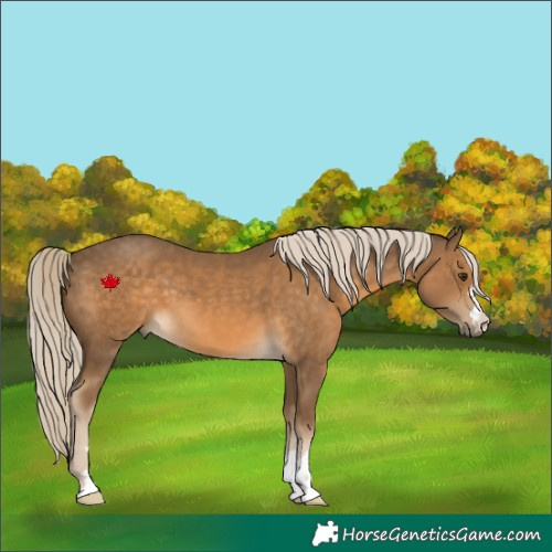 Horse Color:Chocolate Palomino 