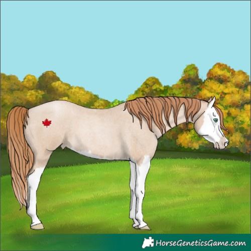 Horse Color:Smoky Blue Roan Pearl Splash