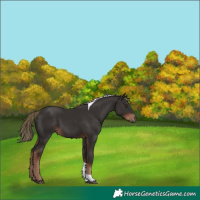 Horse Color:Liver Chestnut Tobiano