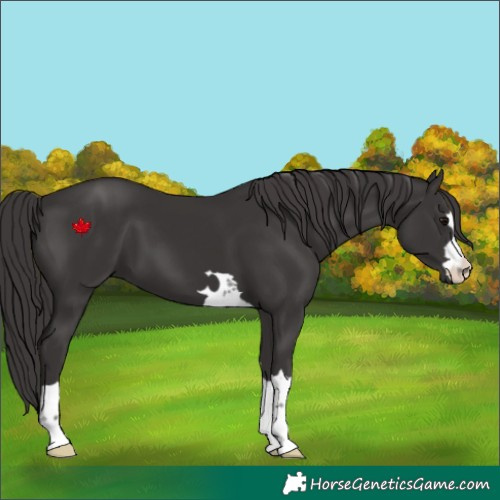 Horse Color:Smoky Black 