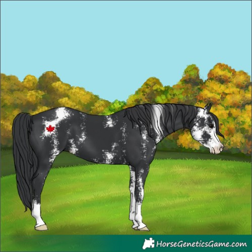 Horse Color:Black Sabino