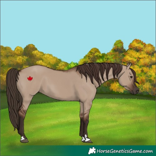 Horse Color:Liver Red Dun 