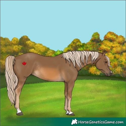 Horse Color:Chocolate Palomino Rabicano