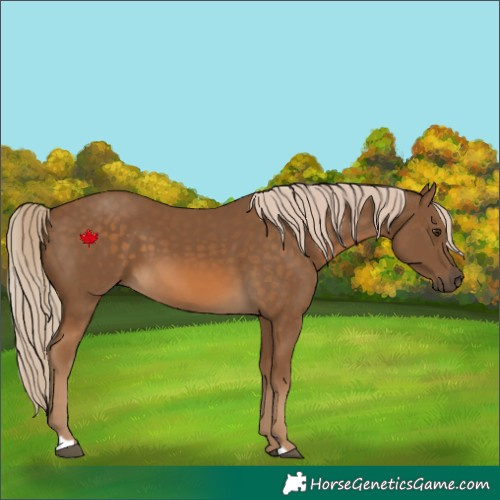 Horse Color:Chocolate Palomino 
